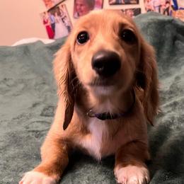 Natasha - Black Widow - Cream female Dachshund puppy in Arp, Texas from Barksalot Dachshunds