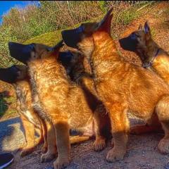 Belgian Laekenois Puppies from Cal Curly Coats Belgian Laekenois