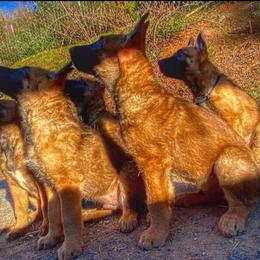 Belgian Laekenois Puppies from Cal Curly Coats Belgian Laekenois