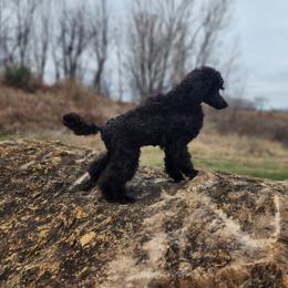 Apikai - Black male Poodle puppy in Harrisonville, Missouri from Kurly Q Poodles