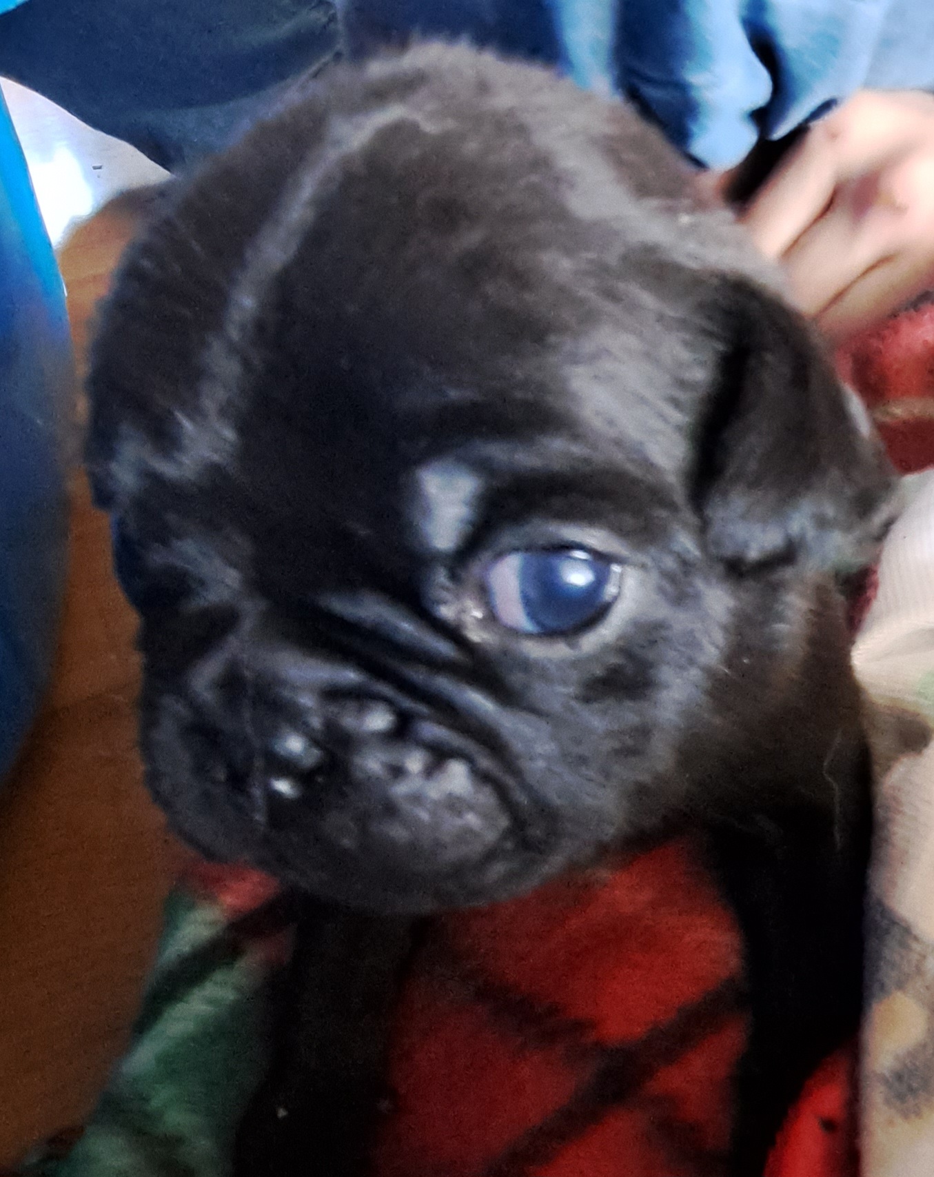 Pug Puppies from Cj Snuggle Pugs