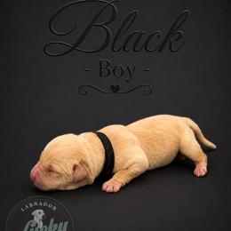 Black Collar Boy - Yellow male Labrador Retriever puppy in Las Vegas, Nevada from Lucky Labrador Retrievers