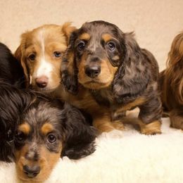 Dachshunds from Matthew's Dachshunds