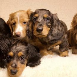 Dachshunds from Matthew's Dachshunds