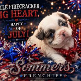Onyx - Black and white male French Bulldog puppy in Miami, Oklahoma from Destiny Jones