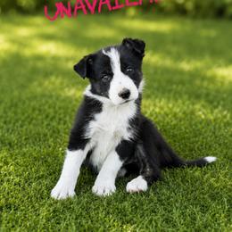 Astrid - Black and white female Border Collie puppy in Sanger, California from Flying M Cactus Ranch Buddies