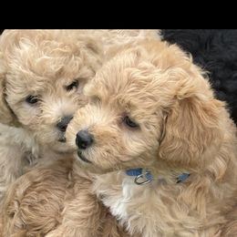 Holly - Red  female Goldendoodle puppy in Missouri from Simply Schnauzers