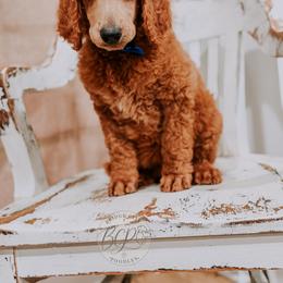 Poodle Puppies from Bridge City Poodles