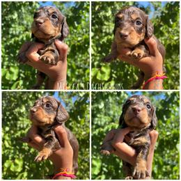 Fanta - Chocolate and tan female Dachshund puppy in Orem, Utah from Miekca’s Dachshunds