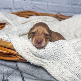 Beau - Cream male Dachshund puppy in New Albany, Mississippi from Double A. Doxies