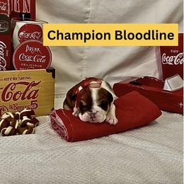 Moon Pie - Chocolate tri-color male Bulldog puppy in Tremonton, Utah from Snuggle Pups