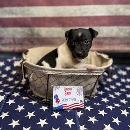 Uncle Sam - White and black male Rat Terrier puppy in Cushing, Oklahoma from Northwoods Rat Terriers