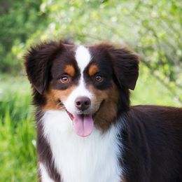 Swish - Miniature American Shepherd