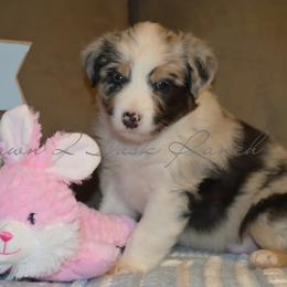Australian Shepherd Puppies from Dawn 2 Dusk Ranch