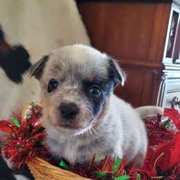 Half mask with eye liner - Blue speckled male Australian Cattle Dog puppy in Lenoir, North Carolina from Blue Coyote Ranch
