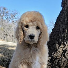 Labradoodles, Poodles, and Sheepadoodles from Oodles of poodles and doodles