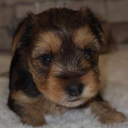 Thor - Black and tan male Yorkshire Terrier puppy in Vancouver, Washington from Yorkastle Kennels