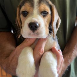 Acorn - Black white and tan male Beagle puppy in Rockwell, North Carolina from Knockhill Beagles