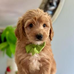 Bodhi - Red  male Goldendoodle puppy in Adolphus, Kentucky from Deerly Poodles