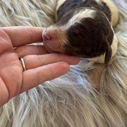 Woody - Brown male Poodle puppy in Osyka, Mississippi from Southern Sunshine Standards