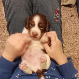 Spotacus - Piebald male Dachshund puppy in Wichita, Kansas from Lauren's Dachshunds