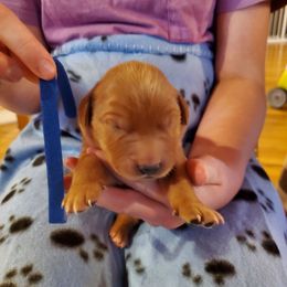 Blue - Dark golden male Golden Retriever puppy in Lanesboro, Minnesota from Eagle Ridge Golden Retrievers
