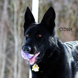 Storm - German Shepherd