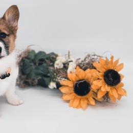 German Shepherd and Pembroke Welsh Corgi Puppies from J&R Shepherds & Corgis