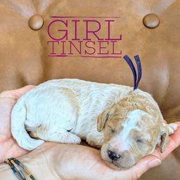 Tinsel - Cream female Goldendoodle puppy in Cambridge, Minnesota from Country Meadow Doodles