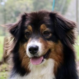 Mesa - Australian Shepherd