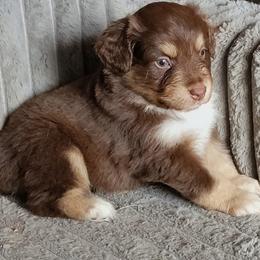 HERSHEY - Red tri-color female Miniature American Shepherd puppy in Goldendale, Washington from Amulet Charm