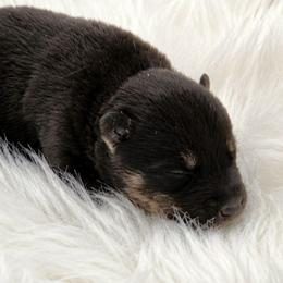 Male abyss - Black male Siberian Husky puppy in Pennsylvania from Breezy Valley Siberians