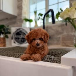 Apple - Tiny teddy  bear 8-10lb - Red  female Goldendoodle puppy in Hooper, Utah from Anchor Dogs