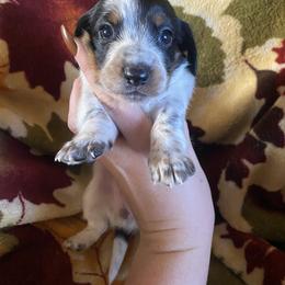 Dachshund Puppies from LPS weenies