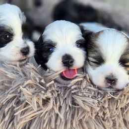 Mal-Shi Puppies from Gemstone Exclusive Pups of Florida