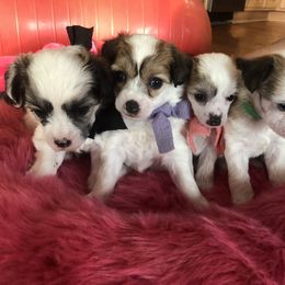 Chinese Crested Puppies from Absolute Silver