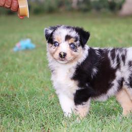 Australian Shepherd and Miniature Australian Shepherd Puppies from Sassy Lil Aussies