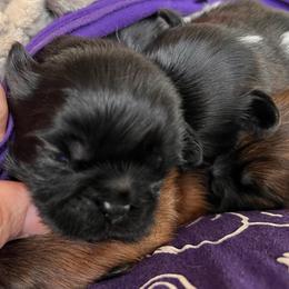 Franklin - Black male Shih Tzu puppy in Bloomfield, Indiana from Meihem Pups