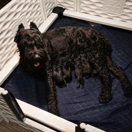 Gideon von Copper Cottage - Black male Giant Schnauzer puppy in Helena, Alabama from The Copper Cottage Canines LLC