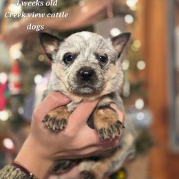 Girl 3 - Blue female Australian Cattle Dog puppy in Monroe, North Carolina from Creek View Cattle Dogs