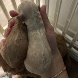 Cream - Cream female Goldendoodle puppy in Fort Myers, Florida from Daisy Doodles LLC