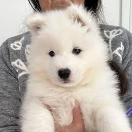 Plum Boy - White male Samoyed puppy in White Bear Lake, Minnesota from Nakawe (nah-COW-weh) Samoyeds