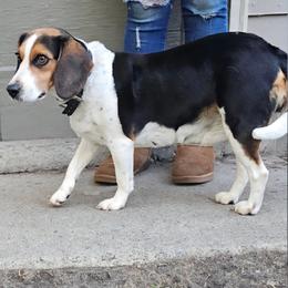 Red - Black white and tan female Beagle puppy in Bemidji, Minnesota from Nse Farms Beagles