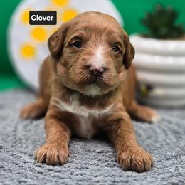 Clover - Red  female Goldendoodle puppy in Summerville, South Carolina from Channys Doodles