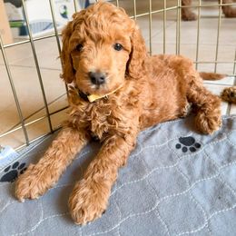 Goldendoodle Puppies from Doodle Paws Az