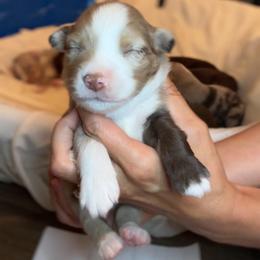 Merlot - Red tri female Miniature Australian Shepherd puppy in Massapequa, New York from All That Auss Mini Aussies