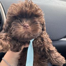 Choco - Chocolate male Shih Tzu puppy in Azusa, California from RJ Shih Tzu lover