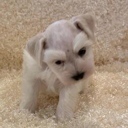 Elmo - Wheaten male Miniature Schnauzer puppy in San Augustine, Texas from My Little Schnauzer Pals