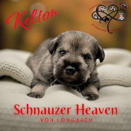 Kelton AKC - Salt and pepper male Miniature Schnauzer puppy in Pelzer, South Carolina from Schnauzer Heaven Von Longbach