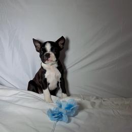 Gordy - Black brindle and white male Boston Terrier puppy in London, Kentucky from Puppy Love